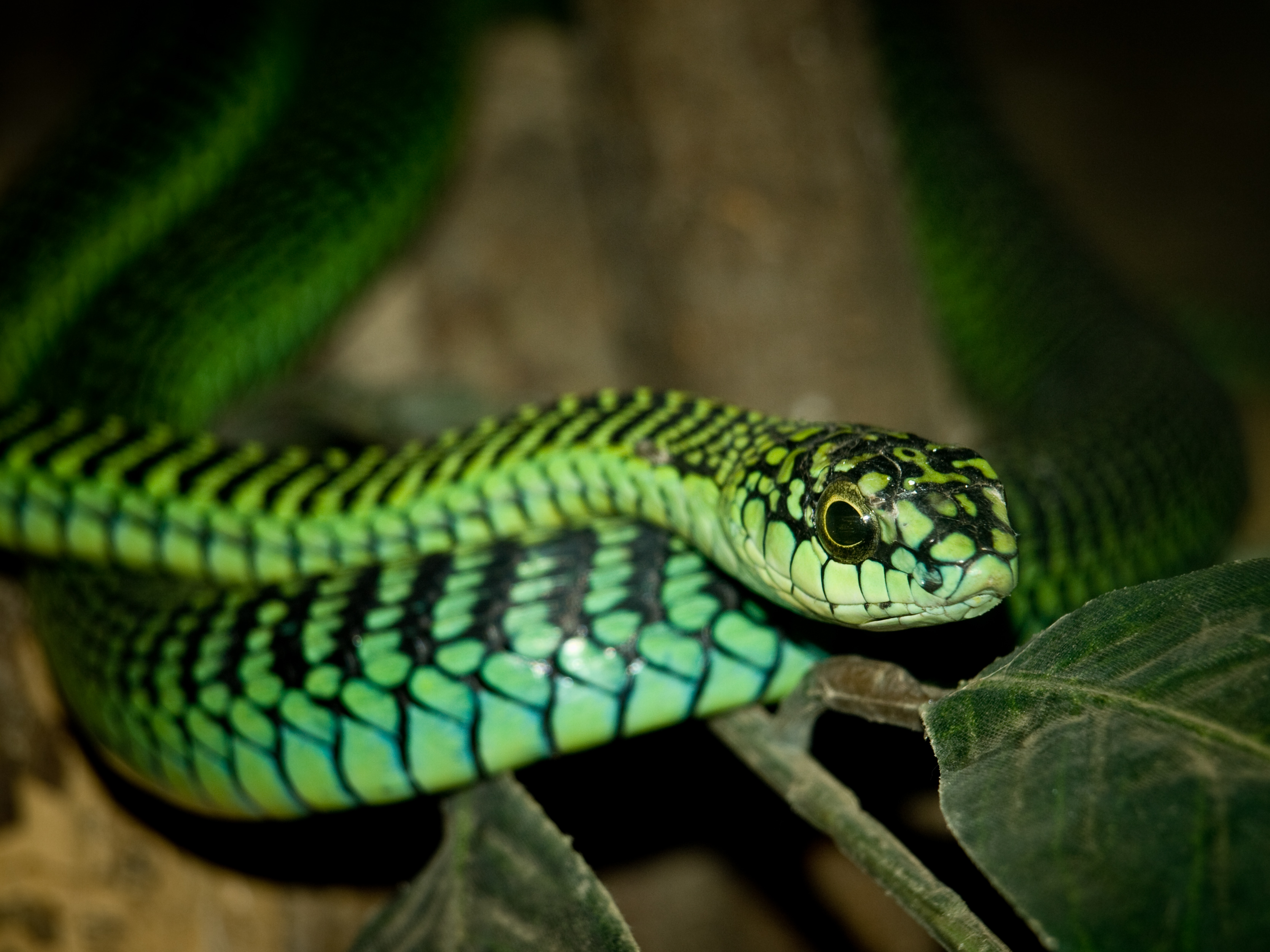 boomslang