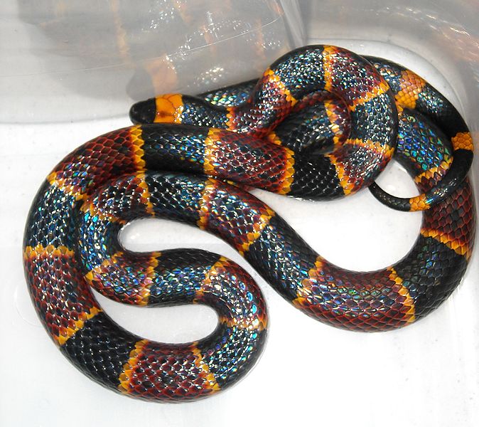 coral-snake