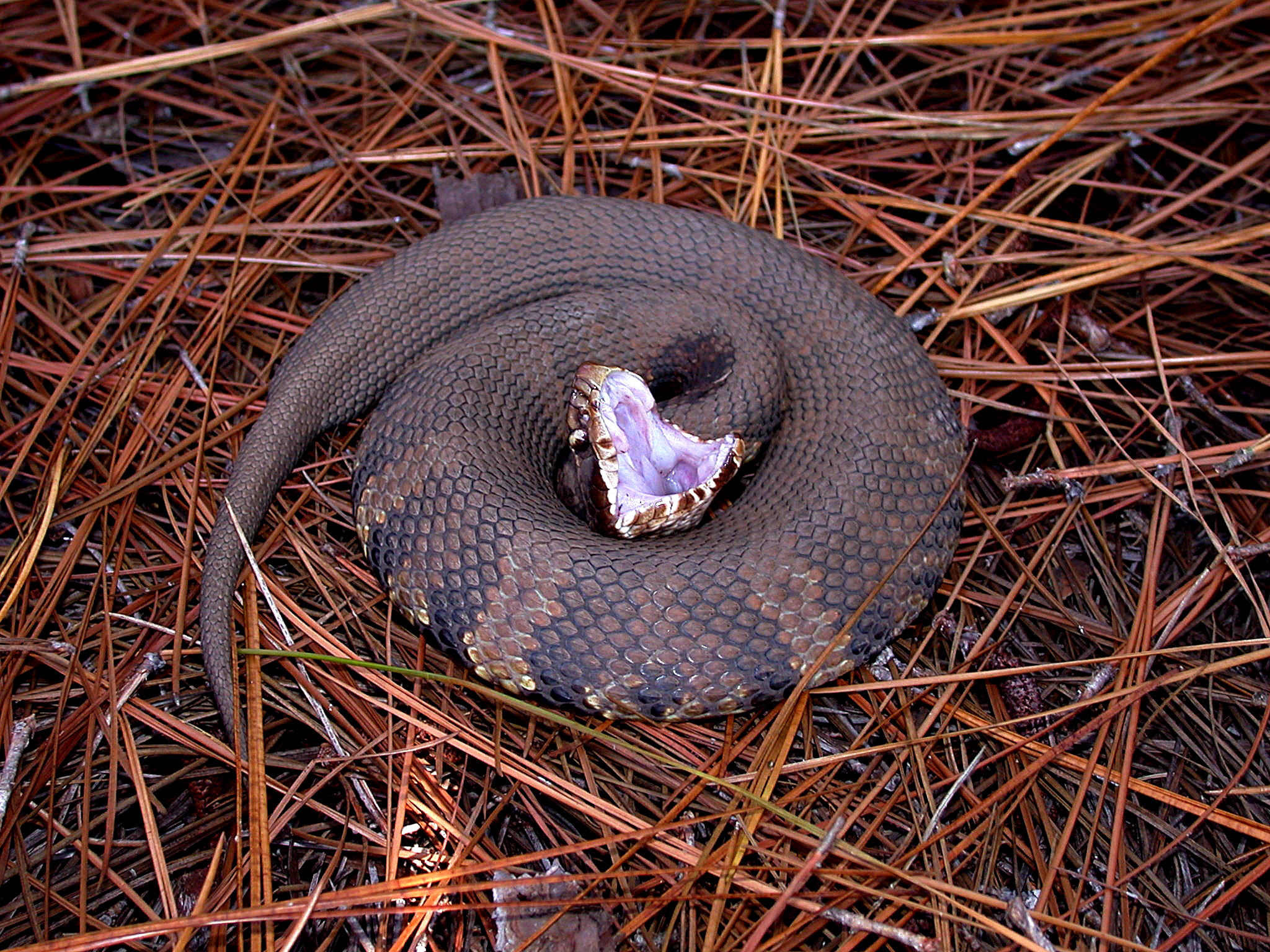 cottonmouth