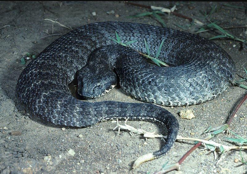 death-adder