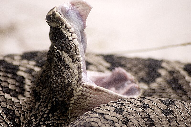 eastern-diamondback