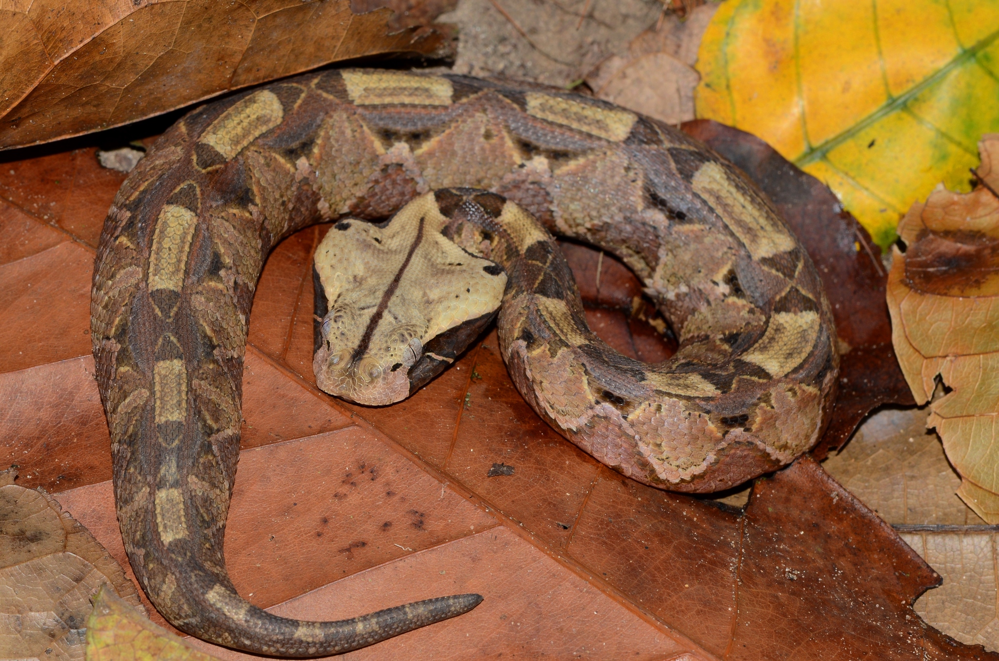 Gaboon Viper