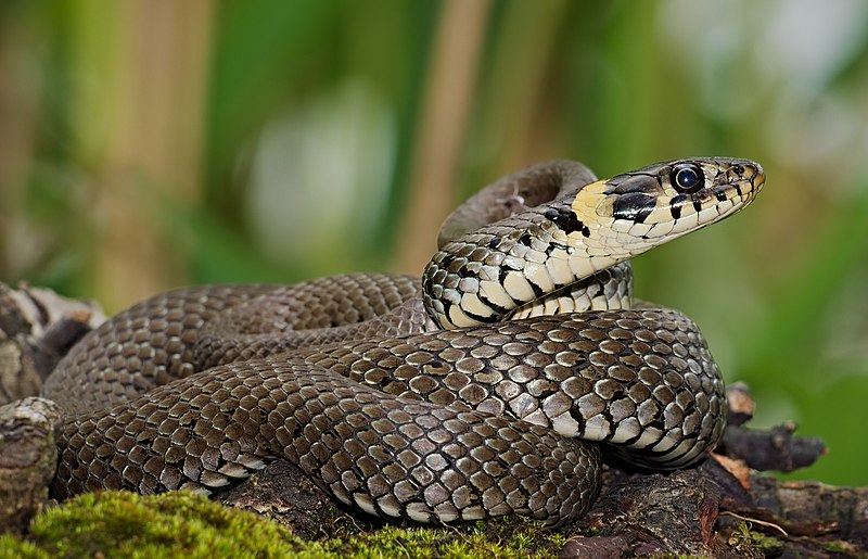 grass-snake