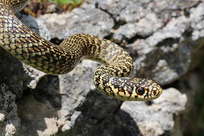 green-whip-snake