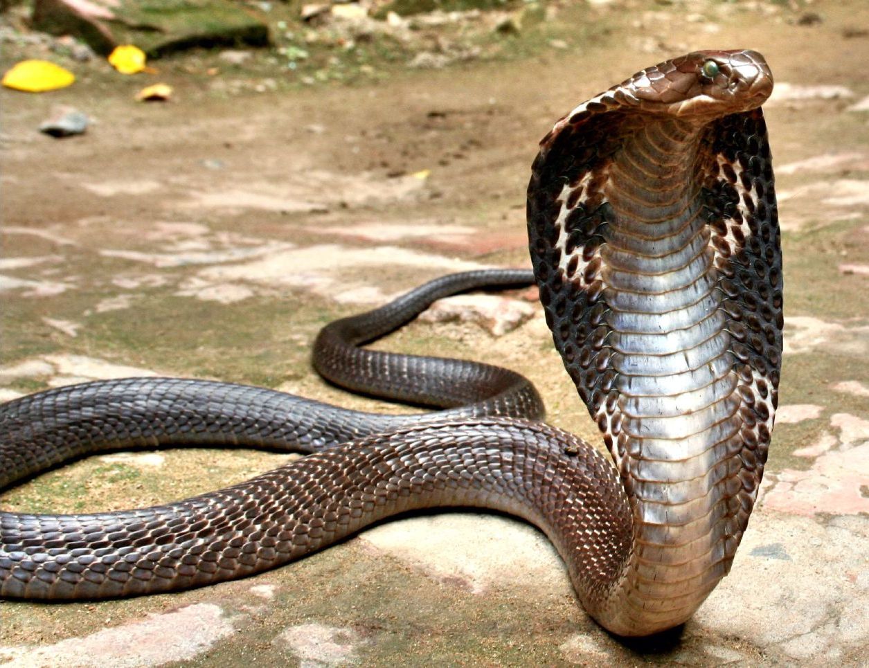 indian-cobra