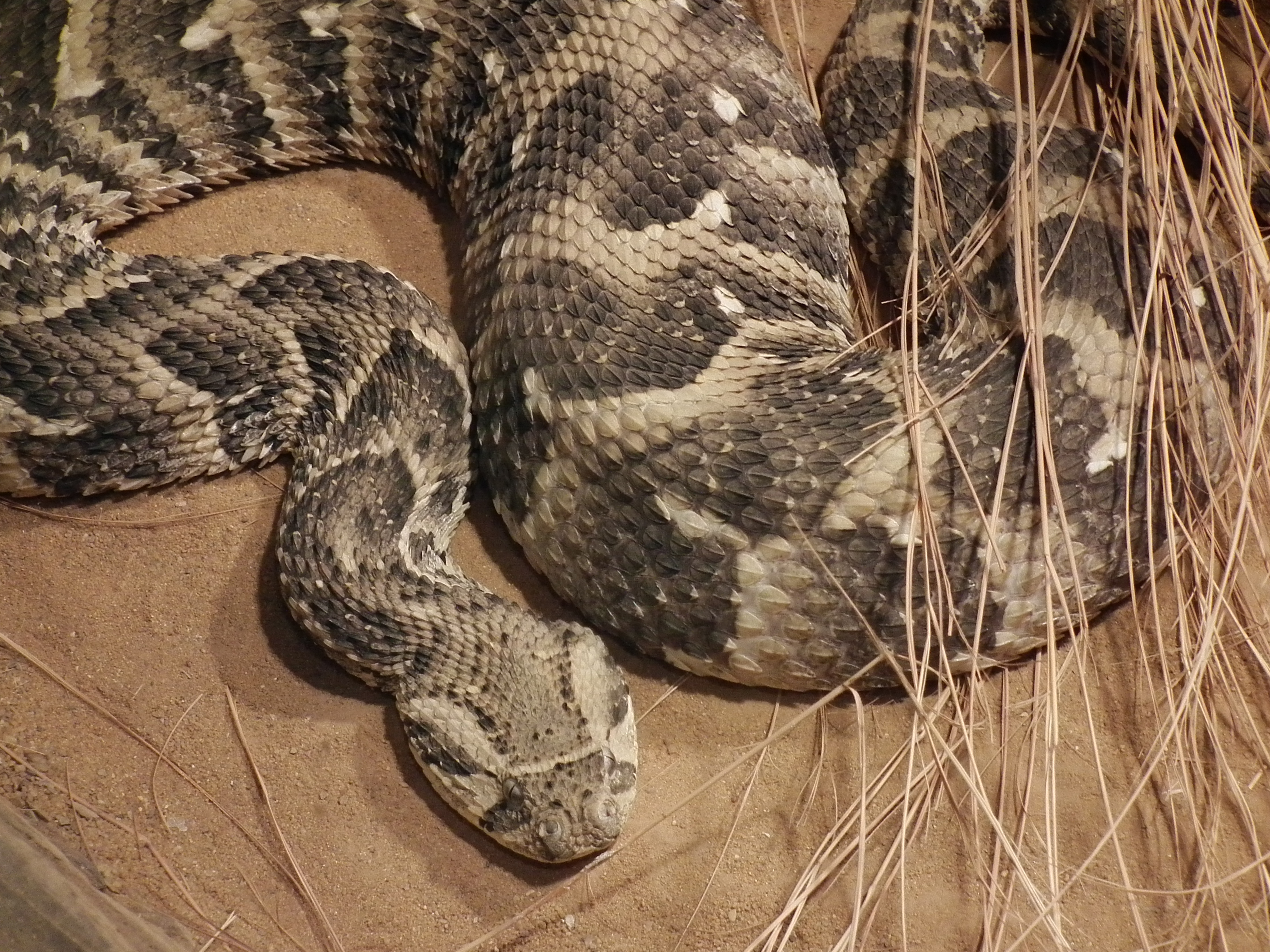 puff-adder